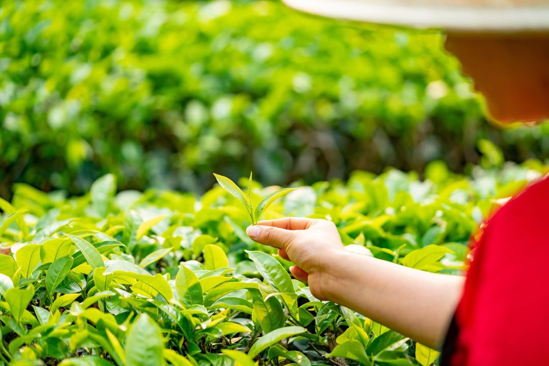 茶菁來源與批次管理