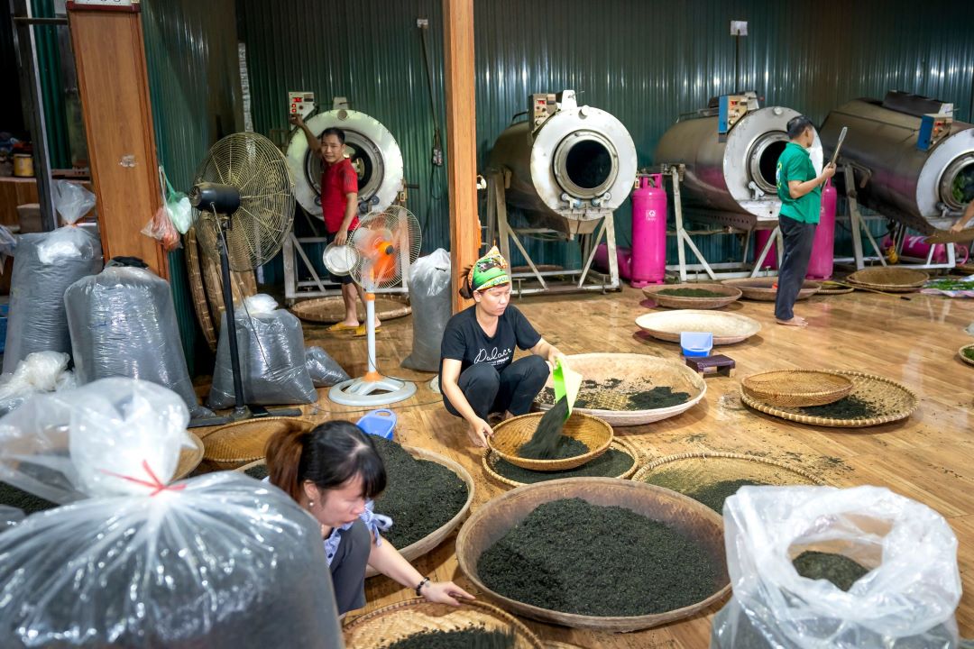 製茶工序與生產管理